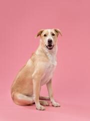 Portrait of a dog on a pink background, studio shot