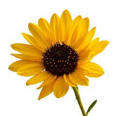 Yellow Sunflower Isolated Rendering, A Sunflower Png  Image, Background Removed Sunflower. Sunflower With a Transparent Background.
