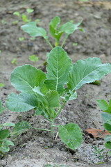 closeup the ripe green cauliflower plant with soil heap growing in the farm soft focus natural green brown background.