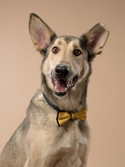 Portrait of a dog in the bow tie on a beige background, studio shot