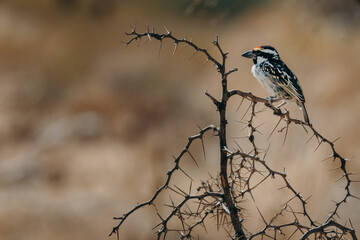 Rotstirn-Bartvogel (Tricholaema leucomelas) auf einem Kameldorn-Zweig (Klein-Aus Vista, Namibia)