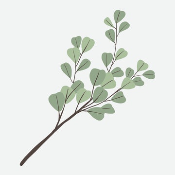Freehand drawing of Eucalyptus branch.