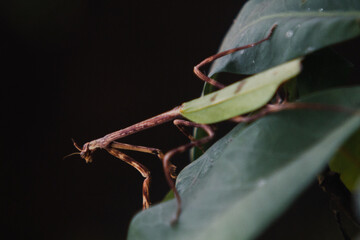 Mantis; Phyllovates chlorophaea, Mantodea, Mantidae.