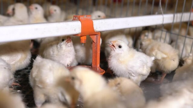 Poultry farm. Chickens for fattening on a modern poultry farm. Lots of chickens in the hangar. Feed and drink chickens. Modern agriculture.
