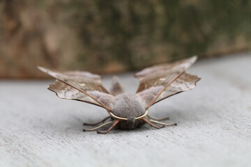 poplar hawk moth on a wooden surface