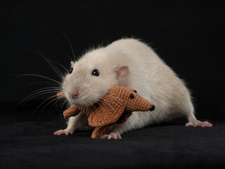 Portrait of a rat with a little dog toy, dark background, studio shot