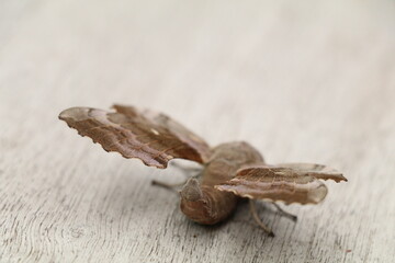 poplar hawk moth on a wooden surface
