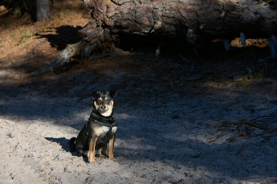 Łaciaty czarnobrązowy, podpalany pies, kundelek siedzi na granicy światła i cienia na leśnej ścieżce. Czeka na swojego pana.