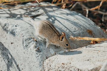 Afrikanische Striemen-Grasmaus (Rhabdomys pumilio) läuft über einen Randstein (Klein-Aus Vista, Namibia)