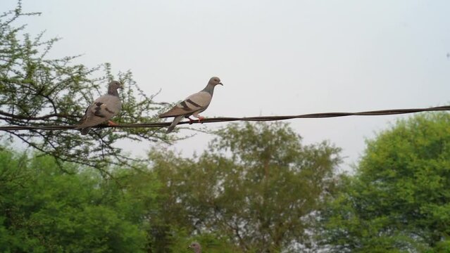 Pigeons sitting on electric wires or cable. Feral pigeon, also called city doves, city pigeons, or street pigeons, (Columba livia domestica). The pigeon takes off Slow motion
