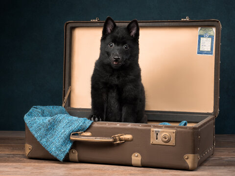Portrait of a puppy of schipperke in a suitcase on a blue background, studio shot