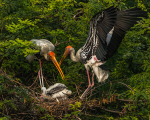 Parents caring juvenile painted stork