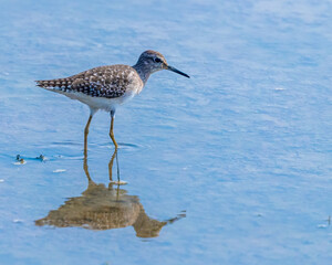 A wood Sandpiper in wet land in search of food