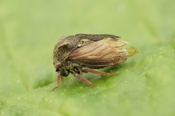 Closeup on the odd shaped oligophagous plant parasite cicada, Ga