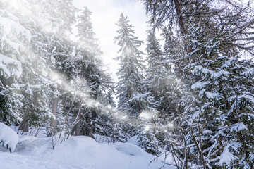 Fir tree branches under a huge layer of snowflakes close up. Frozen tree branch in winter forest, natural background. Christmas and new year holiday concept. Selected focus. High quality photo
