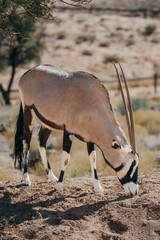 Close Up - Portrait einer grasenden Oryx in einem Gehege in der Nähe von Aus, Namibia