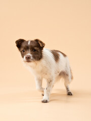 Portrait of a dog on a beige background, studio shot