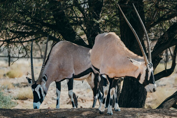 Portrait zweier Oryx in einem Gehege in der Nähe von Aus, Namibia