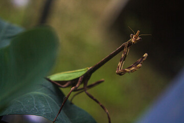Mantis; Phyllovates chlorophaea, Mantodea, Mantidae.