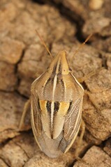 Closeup on a colorful Mediterranean shield bug , Aelia cognata sitting on wood
