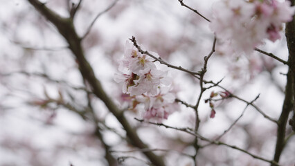 Closeup shot of sakura tree blossom