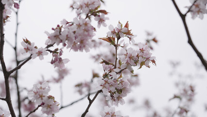 Closeup shot of sakura tree blossom
