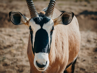 Close Up - Portrait einer Oryx in einem Gehege in der Nähe von Aus, Namibia