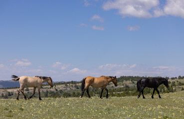 Naklejka na ściany i meble Wild Horses in the Pryor Mountains Montana in Summer
