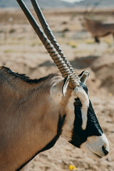 Close Up - Portrait einer Oryx in einem Gehege in der Nähe von Aus, Namibia