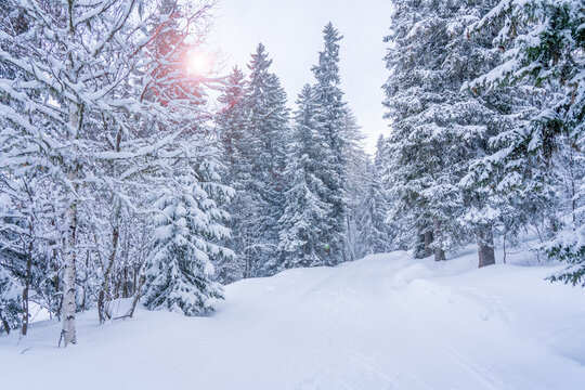 Winter background of snow forest. Fir trees covered with snow on frosty morning. Beautiful winter panoramic view. Special filter, soft focus. High quality photo