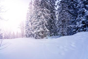 Fototapeta premium Winter background of snow forest. Fir trees covered with snow on frosty morning. Beautiful winter panoramic view. Special filter, soft focus. High quality photo