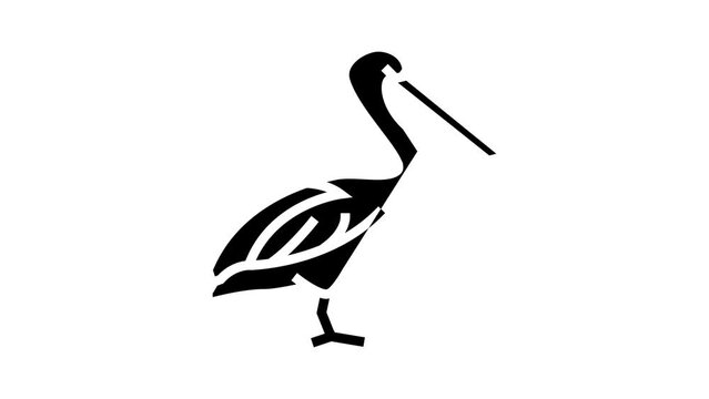 pelican wild bird glyph icon animation