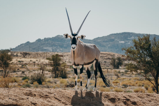 Frontal-Portrait eines stehenden Oryx in einem Gehege in der N&auml;he von Aus, Namibia