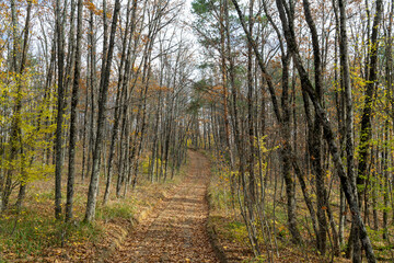 Landscape of the autumn forest. Sunny forest. October natural landscape. Beautiful bright forest in the sunlight.