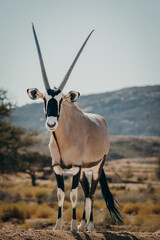 Frontal-Portrait eines stehenden Oryx in einem Gehege in der Nähe von Aus, Namibia