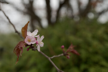 Closeup first cherry blossom flowers, sakura