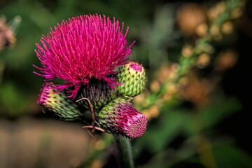 Closeup shot of a pink thistle flower in the garden.