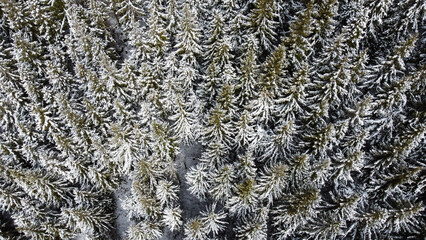 Aerial view of green coniferous forest covered with snow. Winter landscape with evergreen trees, view from above. Natural parkland background.