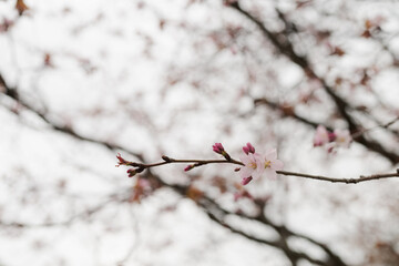 Closeup first cherry blossom flowers, sakura