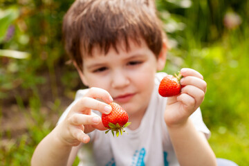 little boy looks at freshly picked ripe strawberries while squatting in the garden
