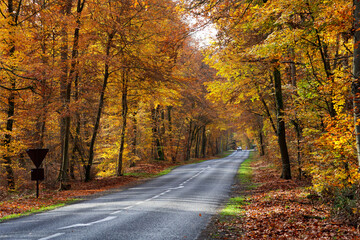 Obraz premium Forest road to the Franchard gorges in Fontainebleau forest