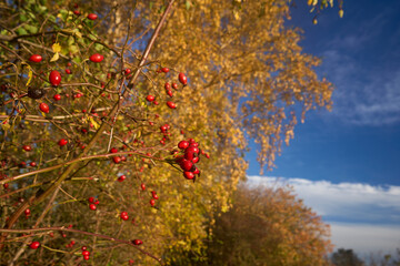 Bright autumn landscape with golden trees and blue sky in the countryside. Red berries on the tree