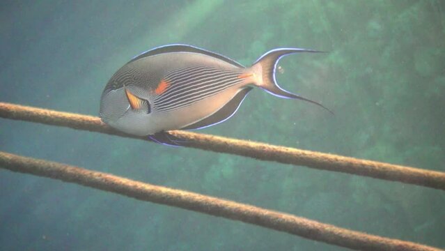 Surgeon fish on a coral reef in the Red Sea feeding