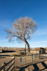 Lone tree by fence with "no parking" signs