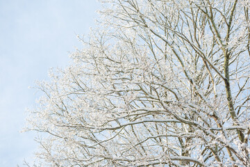Fototapeta na wymiar Snow covered branches on crisp winter day