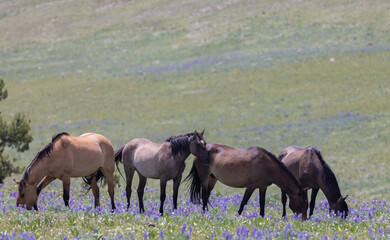 Obraz na płótnie Canvas Wild Horses in the Pryor Mountains Montana in Summer