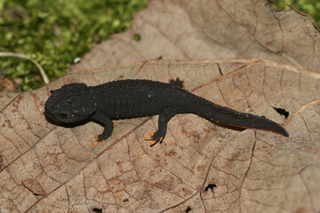 Closeup on a black juvenile of the critically endangered Japanese Anderson's salamander, Echinotriton andersoni