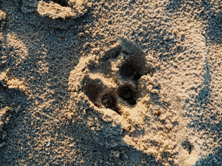 dog paw in the sand at the ocean