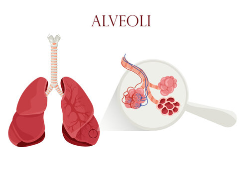 Alveoli with vessels in lungs scheme