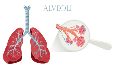 Lungs with detailed alveoli structure